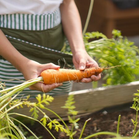 apron_solid_harvest1.jpg